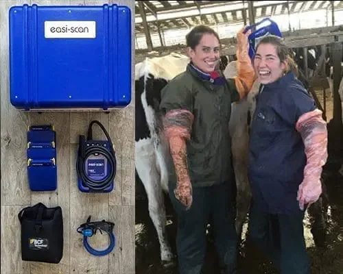 Benefits of bovine ultrasound for veterinarians and producers