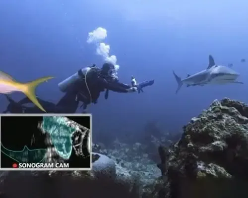 Going beneath the waves: tiger shark pupping!