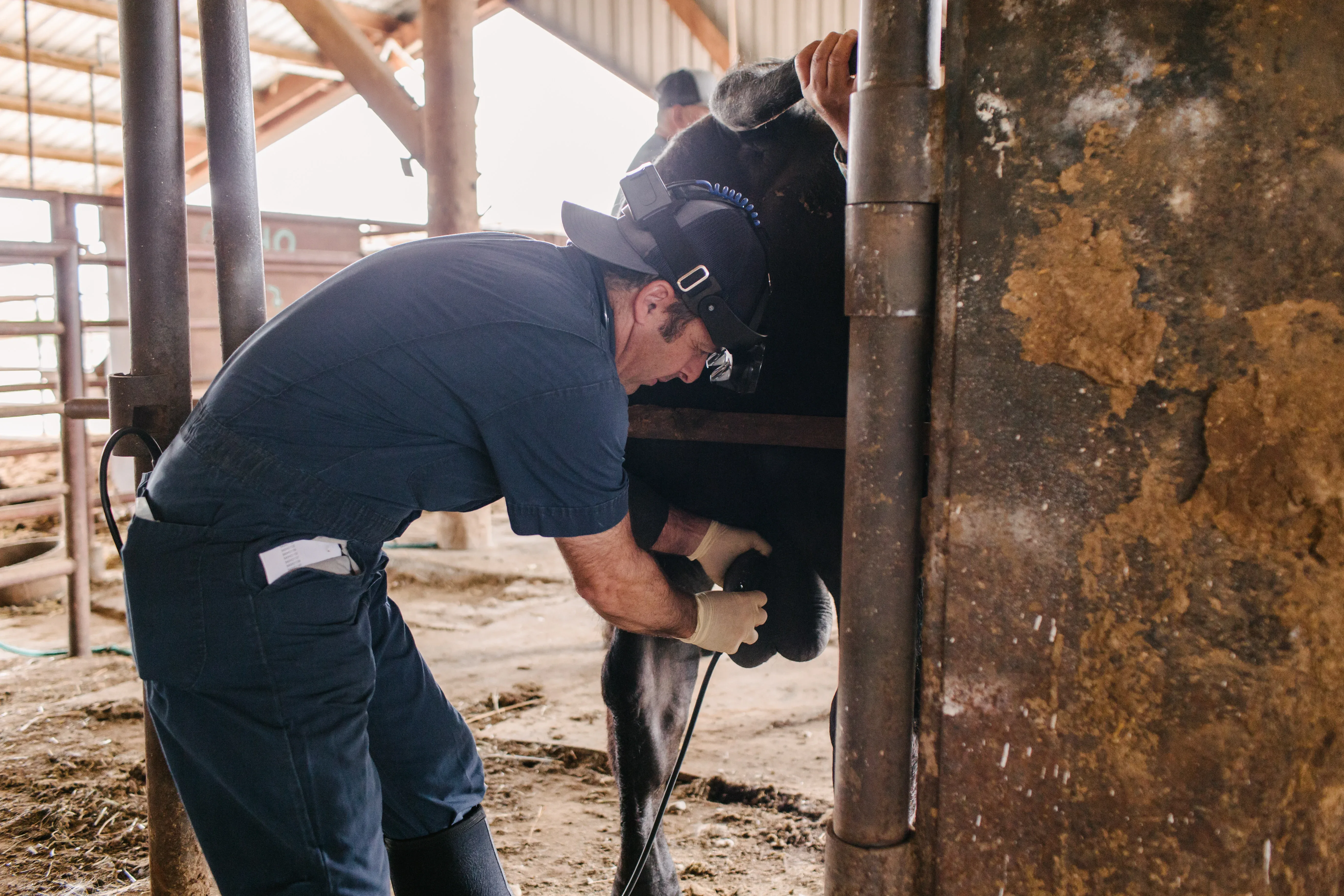 Use of Ultrasound Scanning technique - Bovine