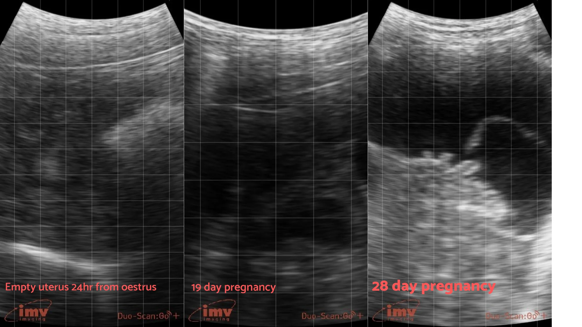 Empty uterus 24hr from oestrus Sep 15 2020 03 23 12 41 PM