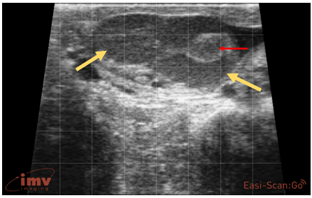 Ultrasonographybovineovary6