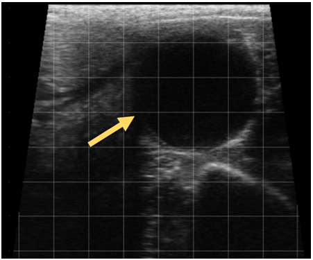 Ultrasonographybovineovary7